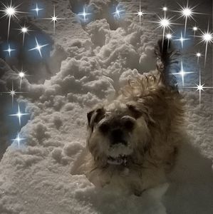 Meet your Posher, Shelley